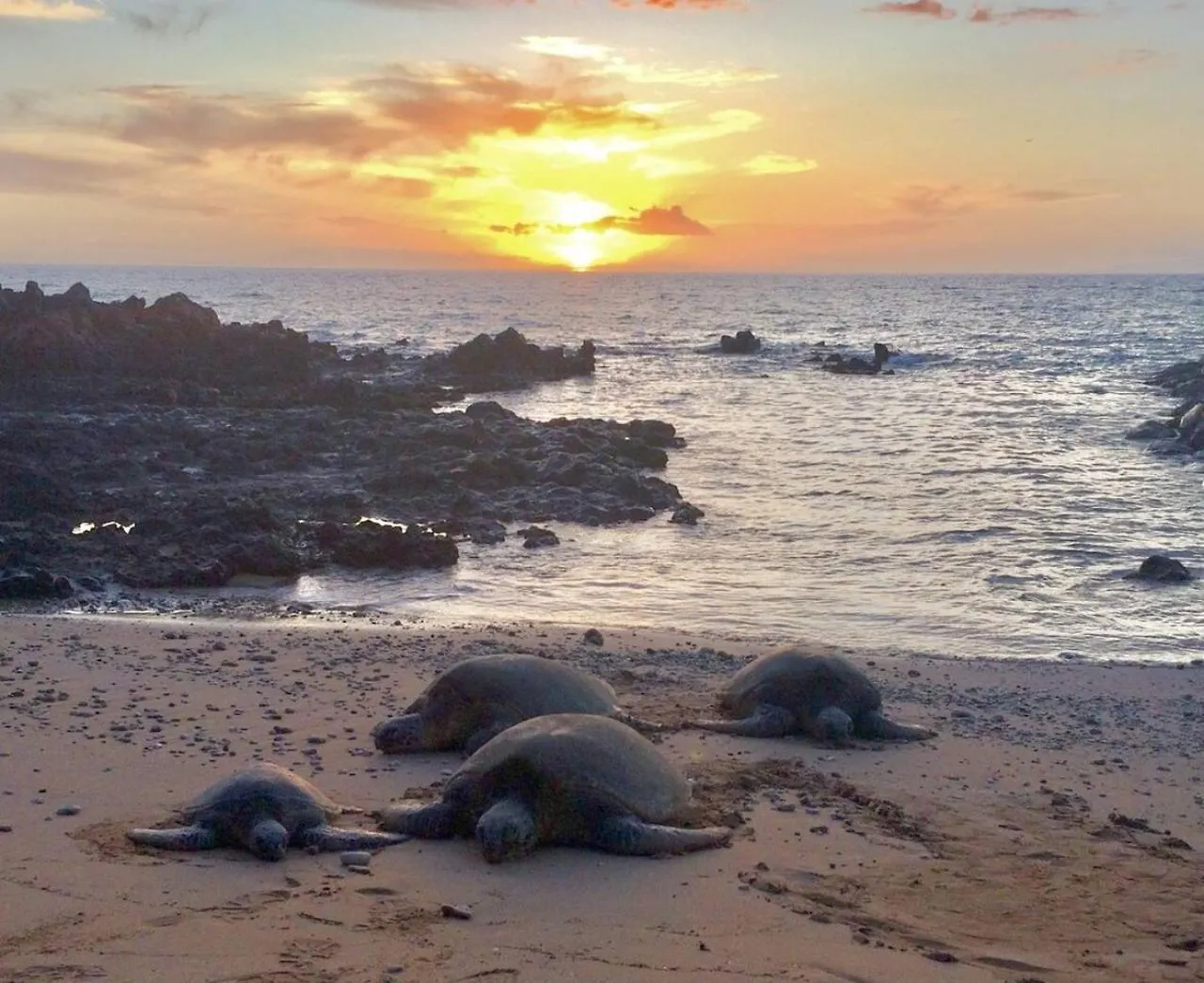 Honu Sunset Steps To The Beach Wailea